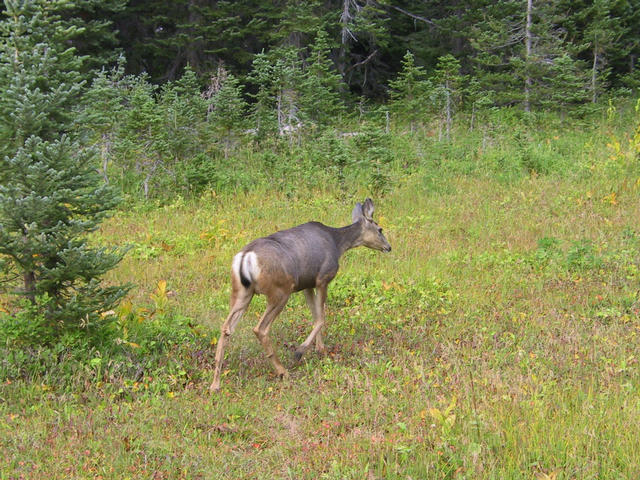 A friendly deer that came right up to us