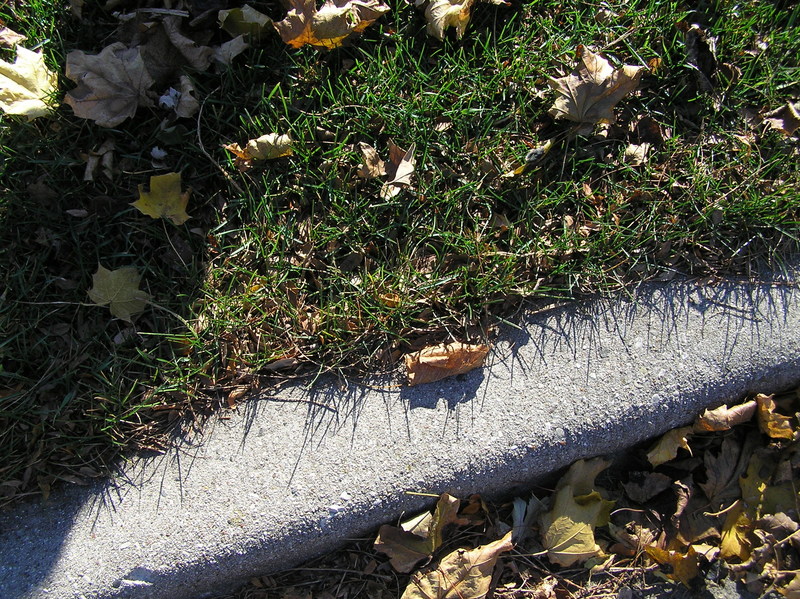 Ground cover at the confluence site.