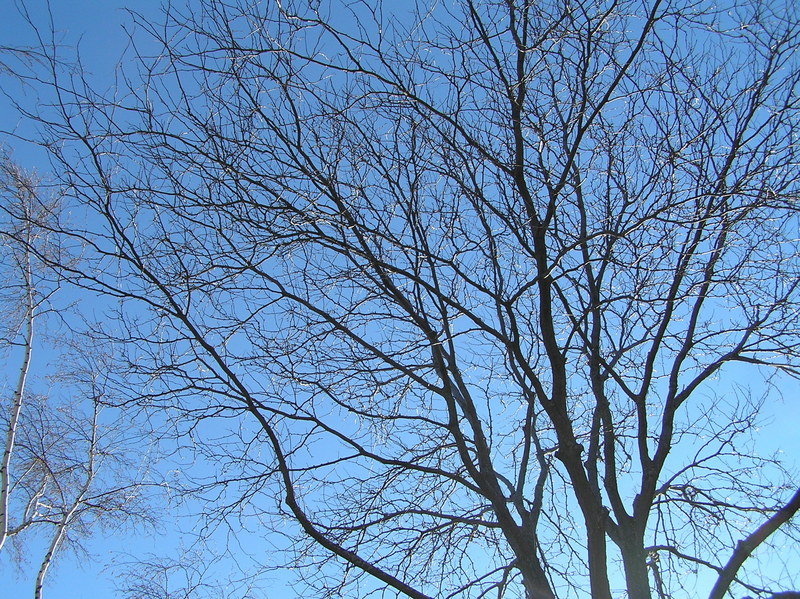 View to the sky from the confluence.