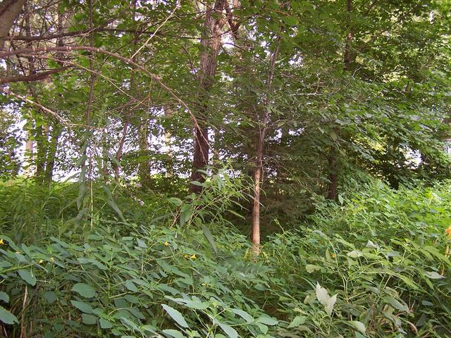 Looking East from near the confluence.