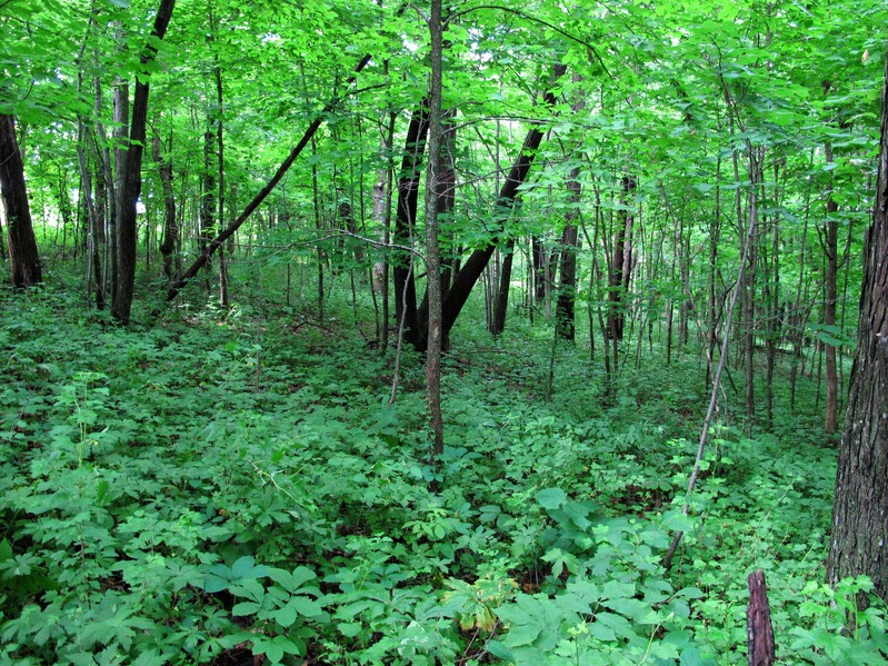 Trees and shrubs to the north.