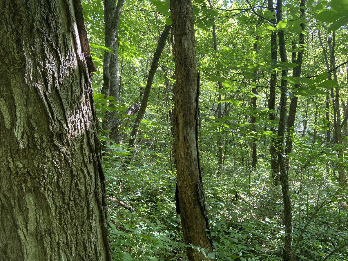 View to the south from the confluence point. 