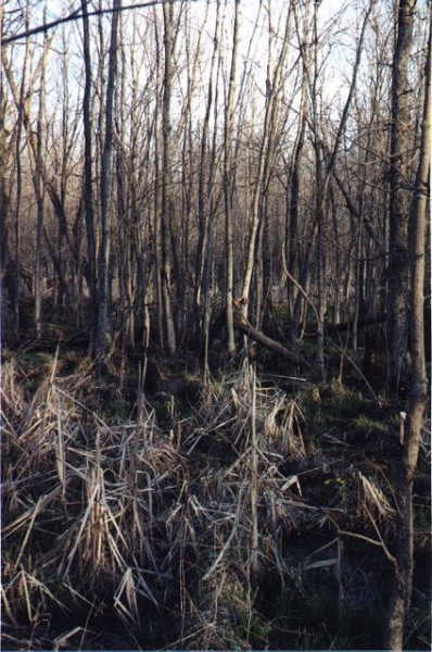 Past the squelchy bog and approaching the seriously wet...