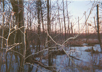 #1: View looking west from the confluence.  Cedar Creek is about 40 feet away.