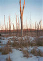 #4: A short way from north from the confluence, looking north.