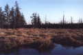 #5: Another view of the marsh to the right of the confluence