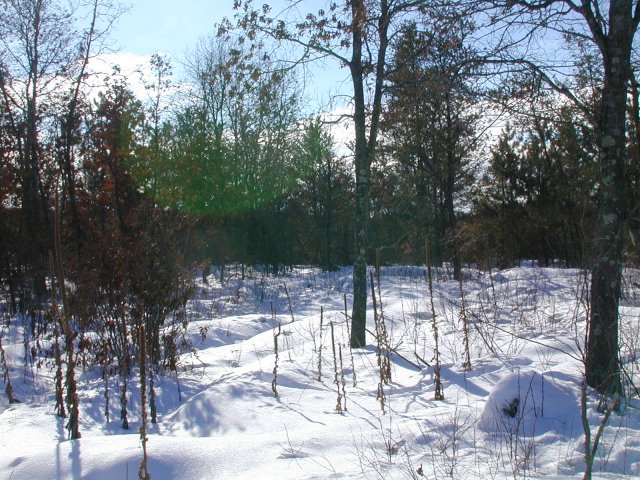 Looking southward.  The southern treeline is closest to the confluence point.