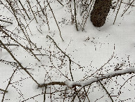 #6: Ground cover at 44° north 90° west looking west