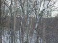 #3: Looking south from the confluence.  The wooded ravine slopes from left to right.