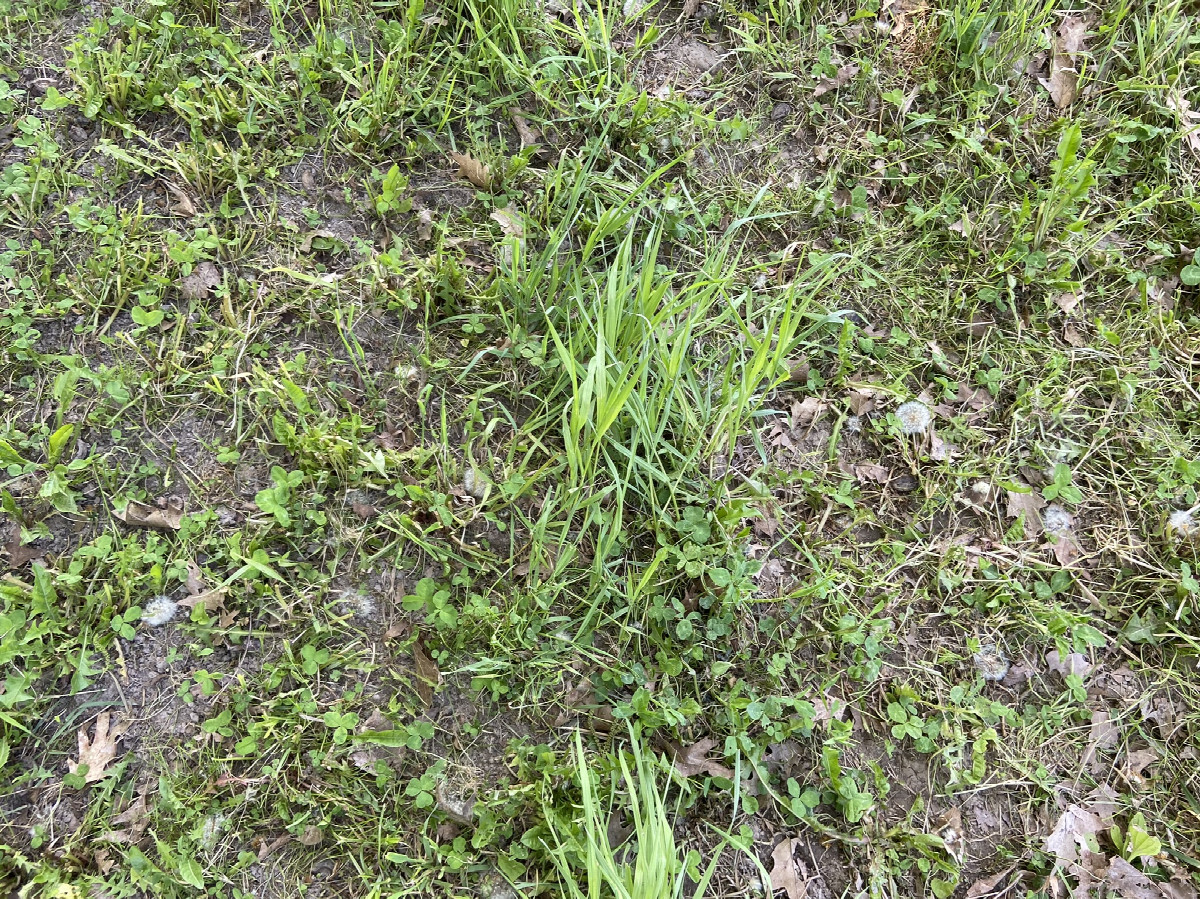 Ground cover at the confluence point.