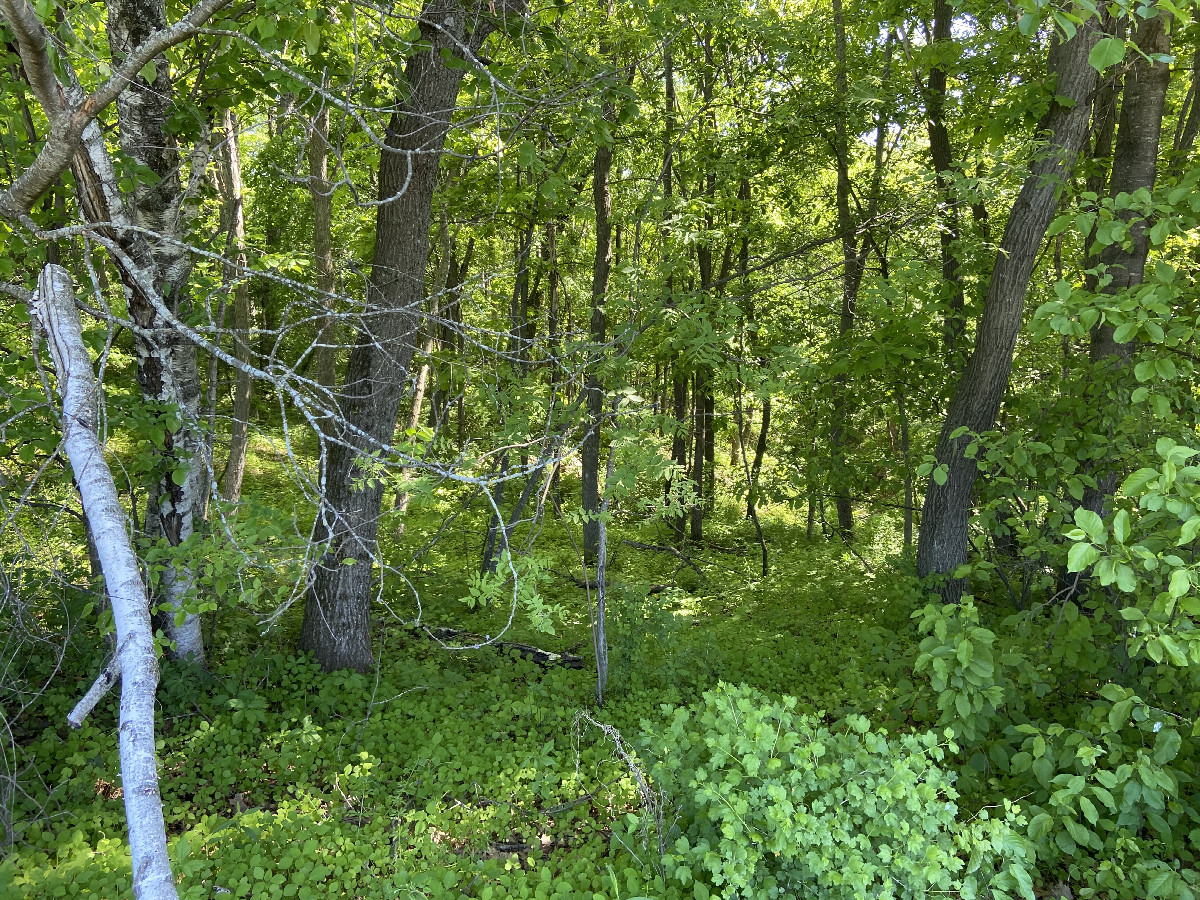 A clearer view to the south about one meter west from the confluence point. 