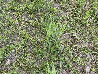 #8: Ground cover at the confluence point.