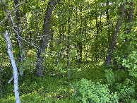 #9: A clearer view to the south about one meter west from the confluence point. 