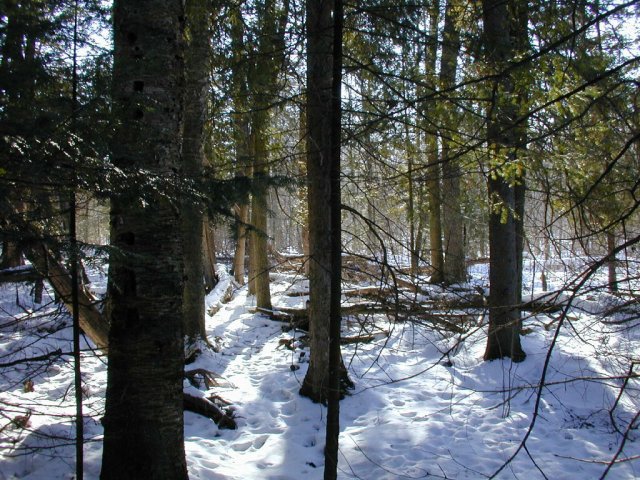 The view south from the confluence.