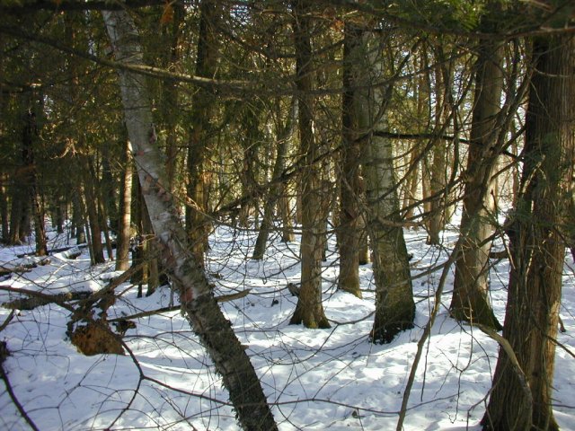 The view east into the mix of large birches and evergreens.