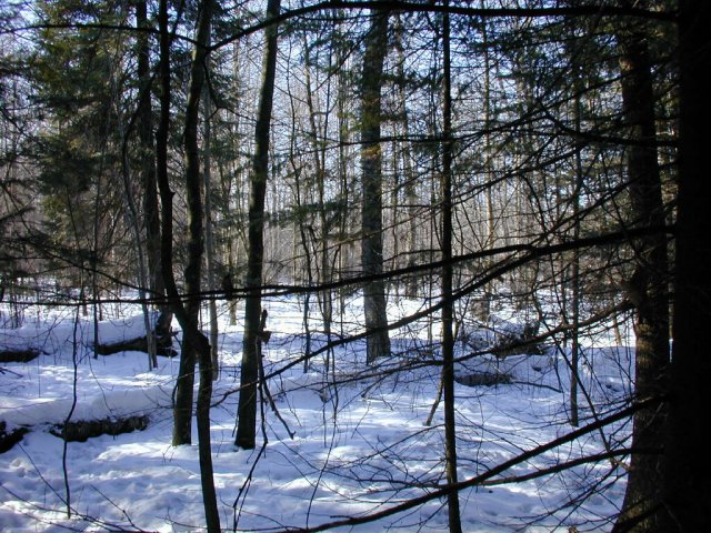 The view west back toward the marsh.