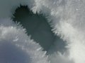 #5: Feathery ice crystals grow inwards from the sides of a hole left by a passing deer.