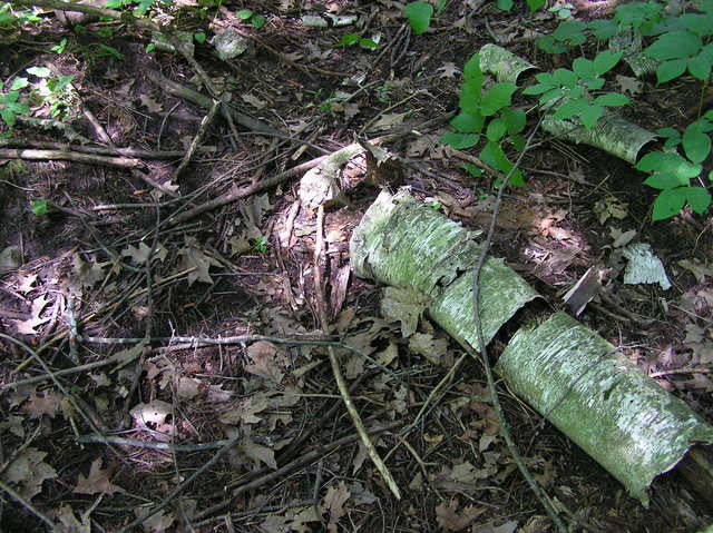 The confluence point lies within a thinly wooded area