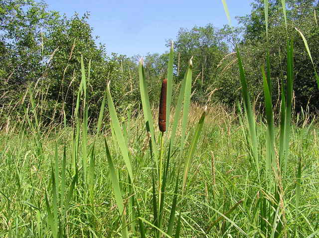 Chest-deep marshy grass, en route to the confluence point