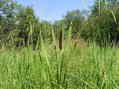 #7: Chest-deep marshy grass, en route to the confluence point