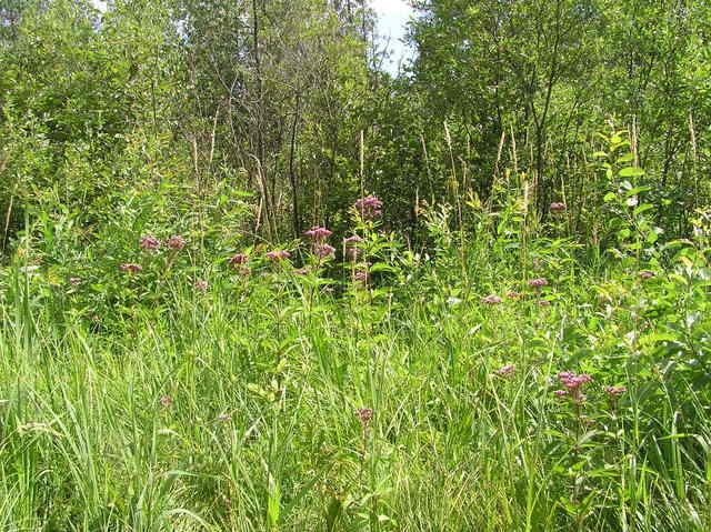 View South (the confluence point is 95 feet this way)