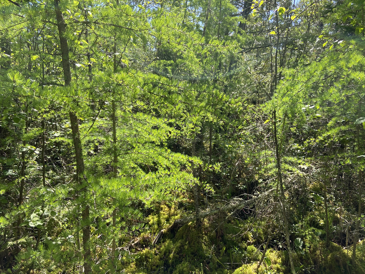 The view to the east from the confluence point.