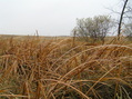 #8: View to the west-northwest from the confluence.