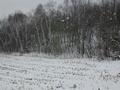 #2: Looking north from the confluence, through the blowing snow.