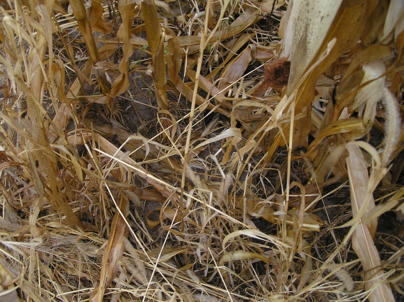 Grass, dirt, and corn stalks at 45 North 92 West.