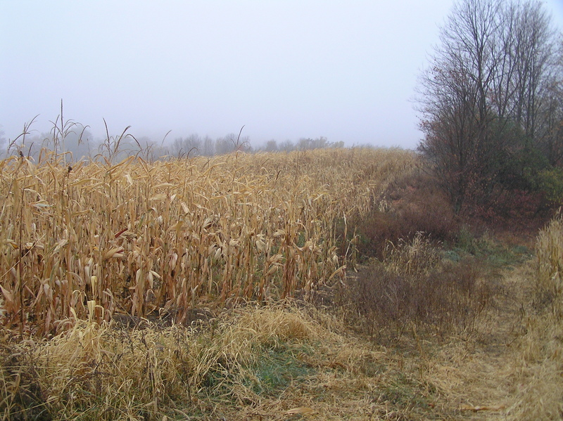 View to the west from the confluence.