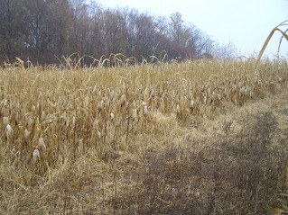 #1: Site of 45 North 92 West, looking southeast, with the confluence in the foreground.