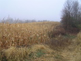 #8: View to the west from the confluence.