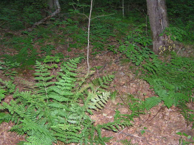 The confluence point lies within a forested area