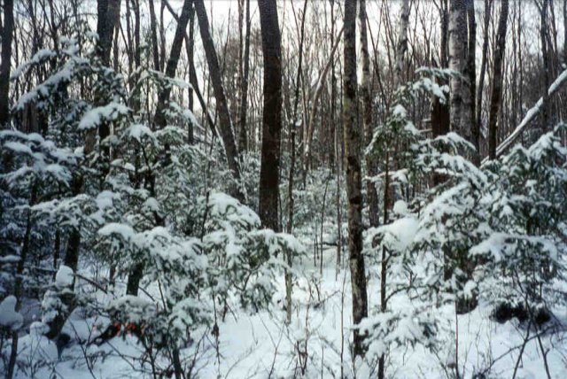 View Of Forest From Confluence