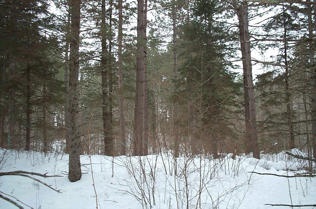 Looking South from the Confluence