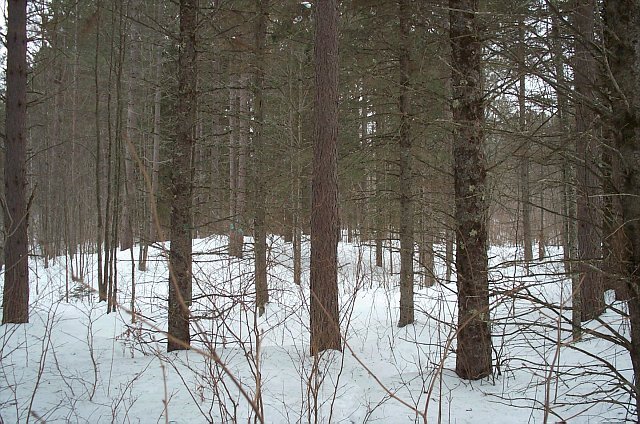 Looking West from the Confluence