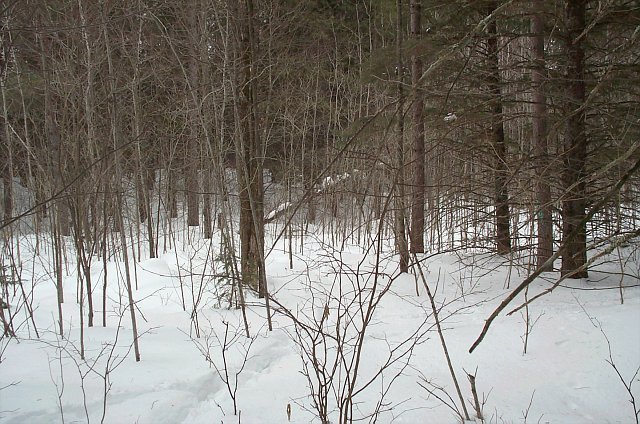 Looking Northeast from the Confluence