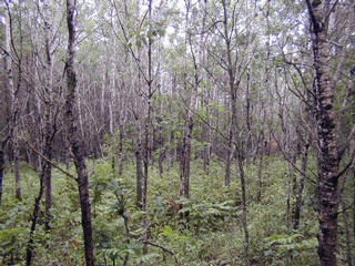 #1: Looking North from the confluence.