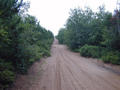 #4: Looking west down the sand"road" just south of 46N-92W