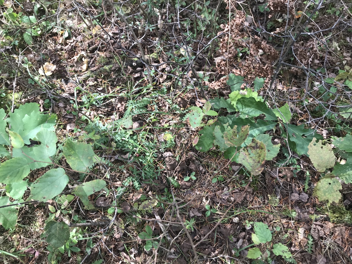 Ground cover at confluence point. 