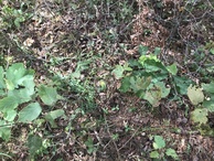 #4: Ground cover at confluence point. 