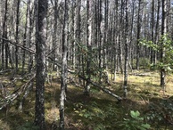 #6: View to the east from the confluence point. 