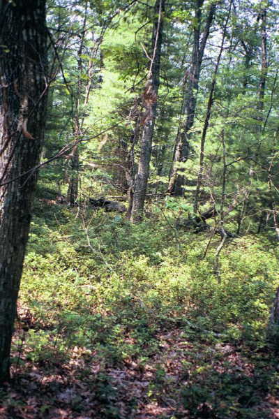 A view from the confluence point