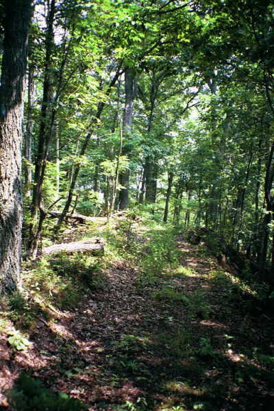 The Allegheny Mountain trail.  WV's on the left; VA's on the right.