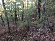 #6: View to the east from the confluence point. 