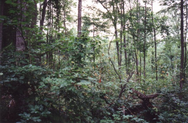 Dense woods surrounding this confluence.