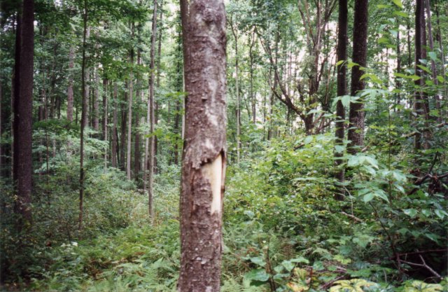 More dense woods surrounding this confluence