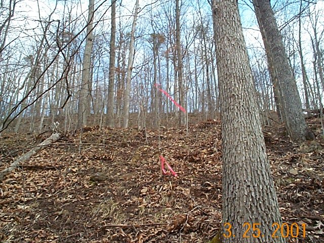 Mixed hardwoods on the hillside location of N39-W81 in Gilmer County, WV.