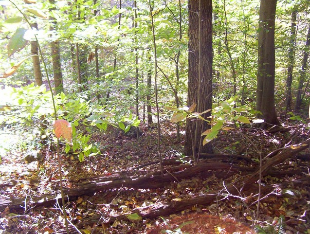 View south down the steep slop and the road.