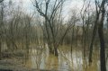 #5: Flooded trees we passed on the way to the confluence.